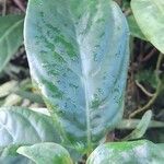 Drymonia coccinea Hoja