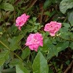 Rosa abietina Blodyn