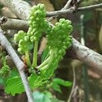 Morus alba Fruit