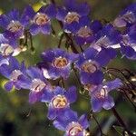 Penstemon linarioides Flor