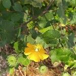 Abutilon mauritianumLeaf