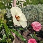 Hibiscus trionum Çiçek