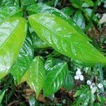 Psychotria deflexa Leaf