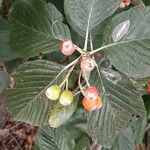 Sorbus ariaFruit