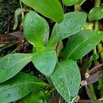 Ludwigia adscendens Blatt