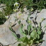 Arabis alpina Sonstige