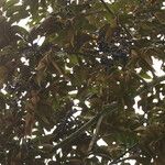 Pachylobus pubescens Frukto