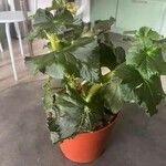 Begonia spp. Leaf