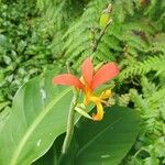 Canna × hybrida Fleur