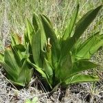 Chloraea magellanica Yaprak