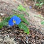 Commelina ensifolia 花