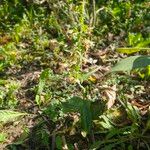 Epipactis rhodanensis Likasa