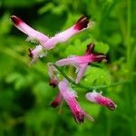 Fumaria muralis Flower