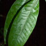 Eugenia argyrophylla List