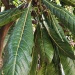 Meryta denhamii Hoja