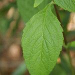 Matourea azurea Leaf