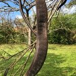 Delonix regia Fruit