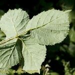 Rubus nemorosus Leaf