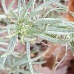 Artemisia ludoviciana 葉