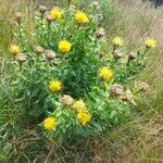 Centaurea macrocephala Hábito
