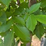 Ulmus americana Blatt