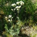 Galium glaucum Blomma