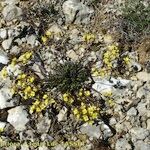 Brassica repanda Habitus