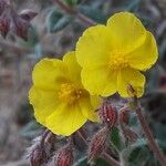 Fumana ericoides Flower