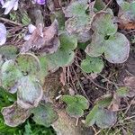 Hepatica nobilis Fulla