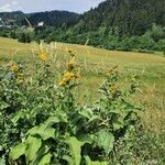 Inula helenium L. subsp. orgyalis (BOISS.)花