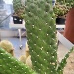 Consolea rubescens Hoja