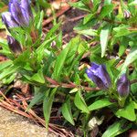 Gentiana septemfida Leaf