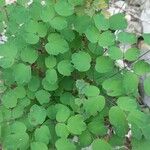 Thalictrum dioicum Folio