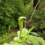 Arisaema tortuosum Õis