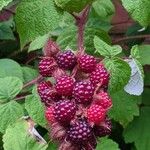 Rubus phoenicolasiusFfrwyth