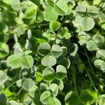 Trifolium occidentale ഇല