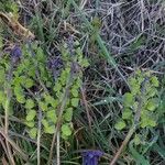 Muscari neglectum Fruit