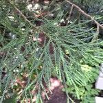 Sequoiadendron giganteum 葉