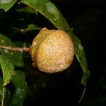 Eschweilera hondurensis Fruct