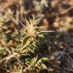 Barleria delamerei Vrucht