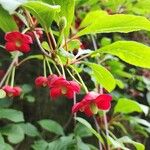 Schisandra rubriflora Blomst