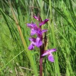 Dactylorhiza traunsteineri Kwiat