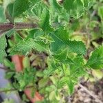 Salvia africana-caerulea Leaf