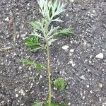 Artemisia verlotiorum Habit