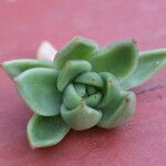 Echeveria agavoides Blad