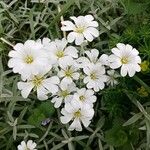 Cerastium tomentosum Flor