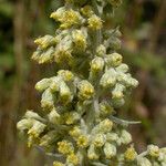 Artemisia douglasiana Bloem