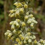 Artemisia douglasiana 花