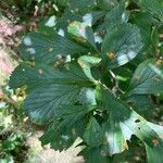 Crataegus punctata Leaf