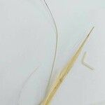 Aristida adscensionis 花